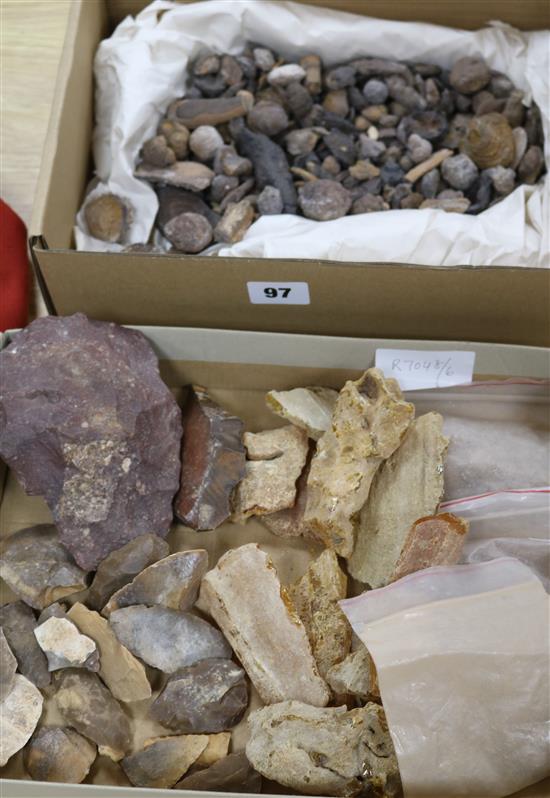 A quantity of mixed fossils from Eastern Saudi Arabia, Amazonian Amber and Neolithic Saudi Arabian flint tools